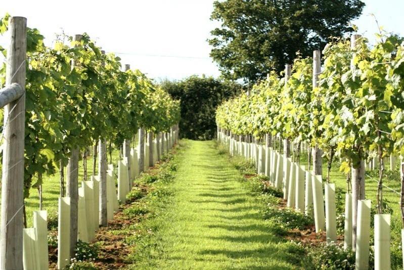 Lobhill Farmhouse Bed And Breakfast And Self Catering Accommodation Okehampton Camera foto
