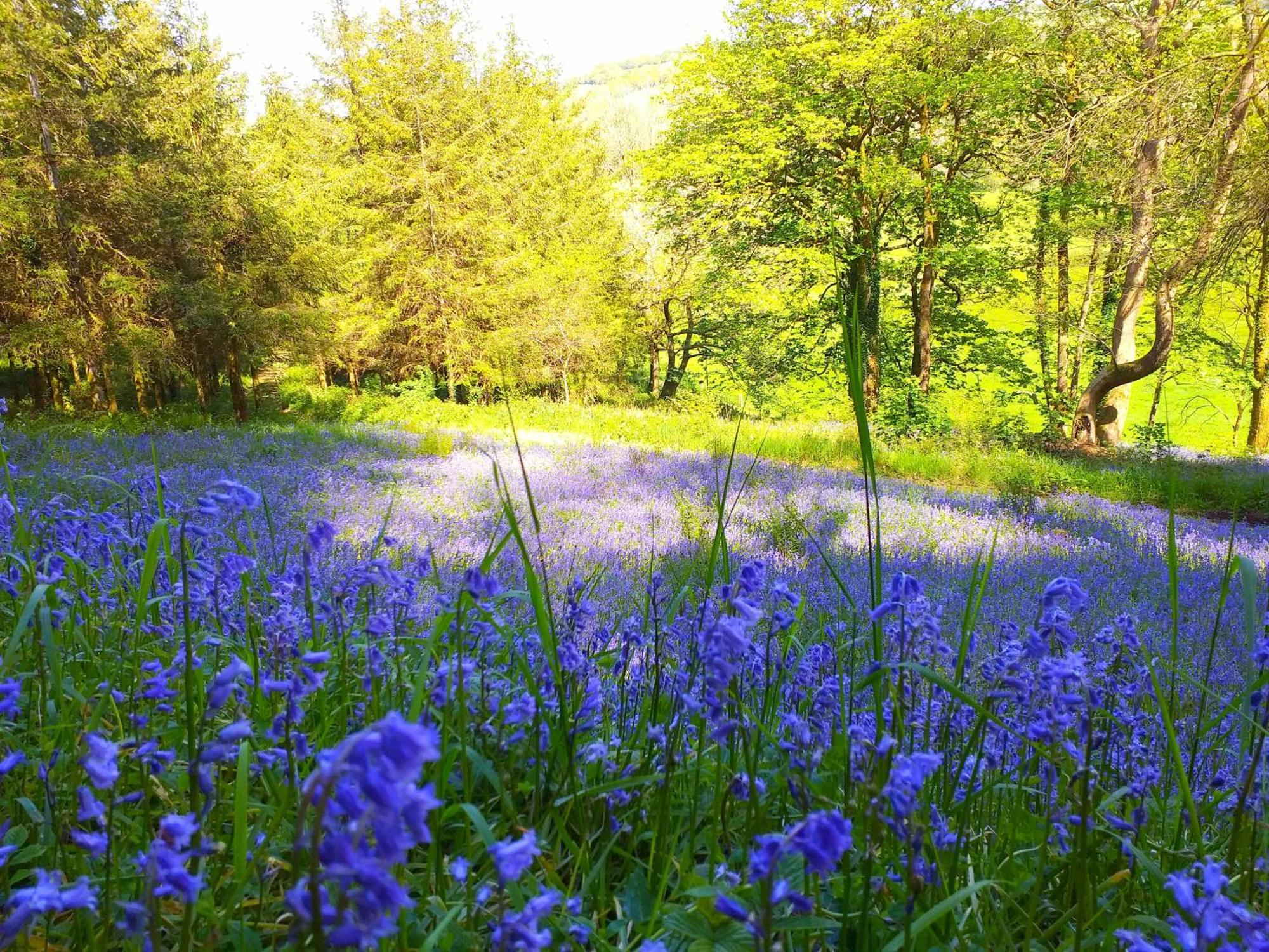 Lobhill Farmhouse Bed And Breakfast And Self Catering Accommodation Okehampton Esterno foto